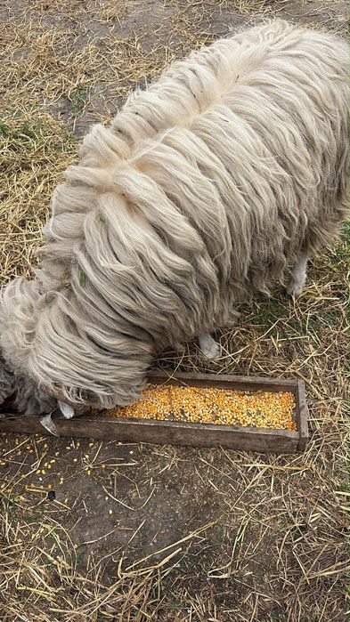 Oii de vânzare , berbec