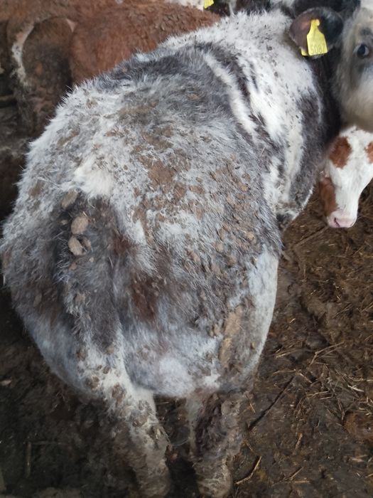 Vând viței bălțată românească și belgieni