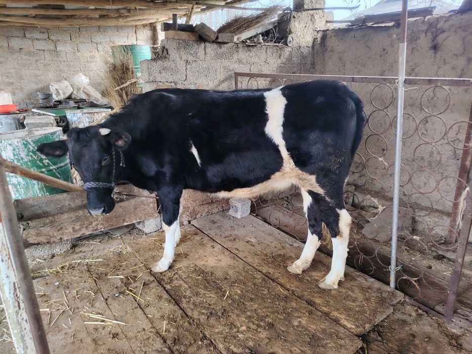 Гуножин  сотилади галански корнида боласи  бор