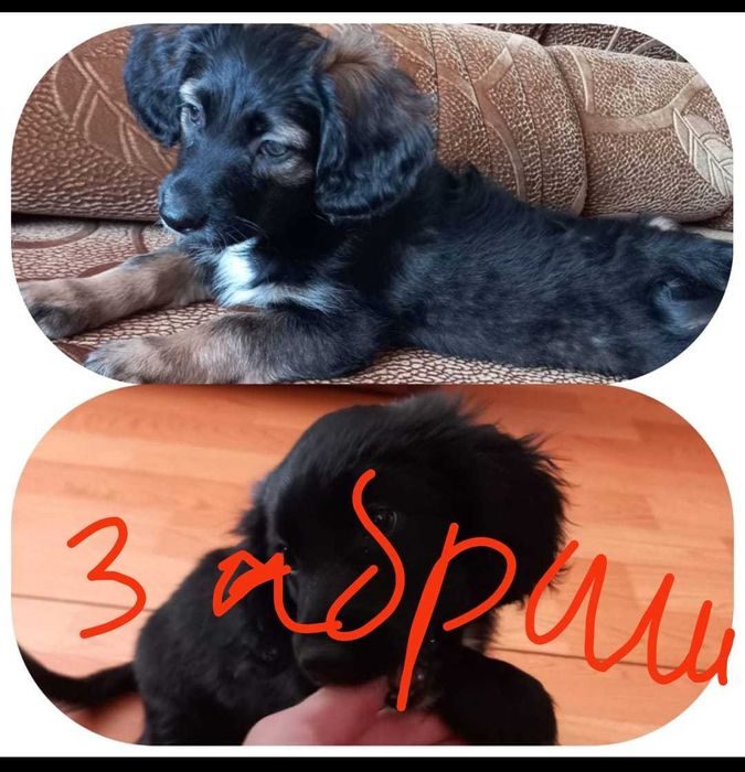 Щенки в добрые руки