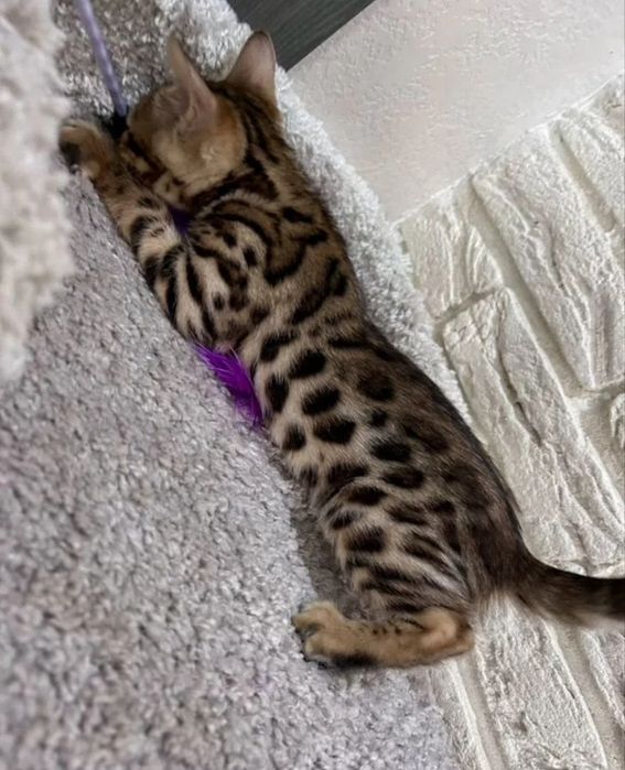 Продам бенгальского котенка!