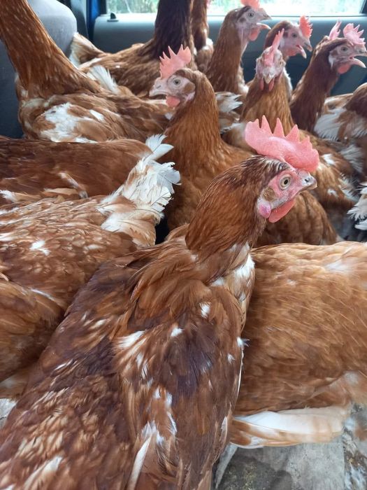 Ferma De Puii rasa mixtă pui alb