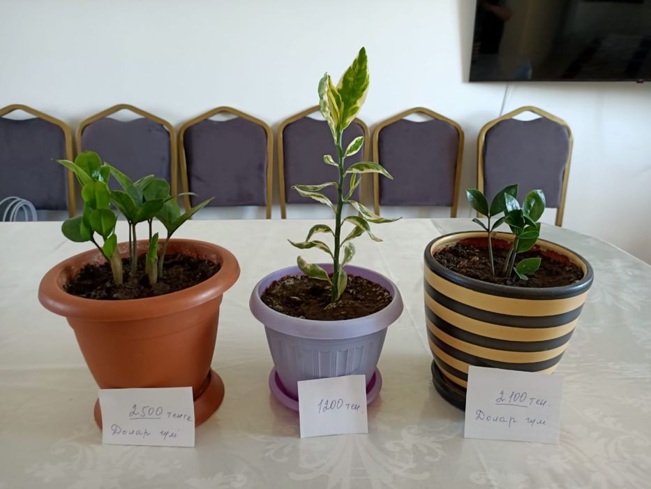 Распродажа комнатных цветов