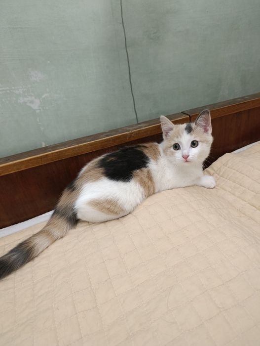 Котёнок в хорошие руки