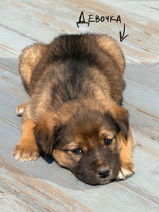 отдам щенят в добрые руки