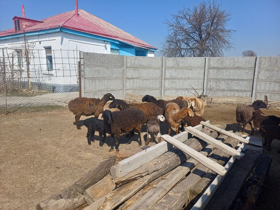 Қозлы қойлар сатылады