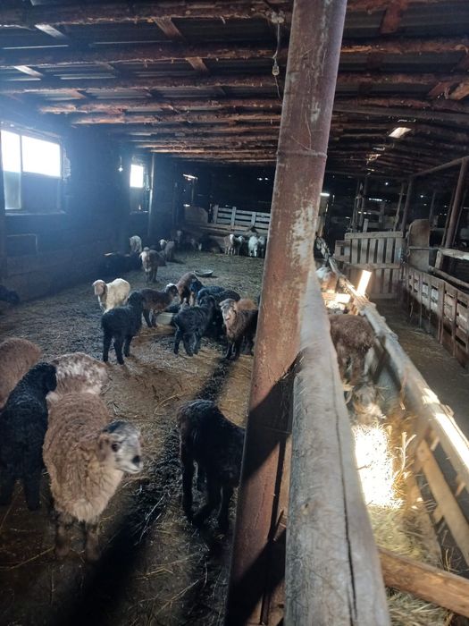 Баранина с ягненком