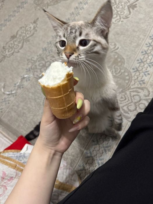 Кошка за 5000 сиамская