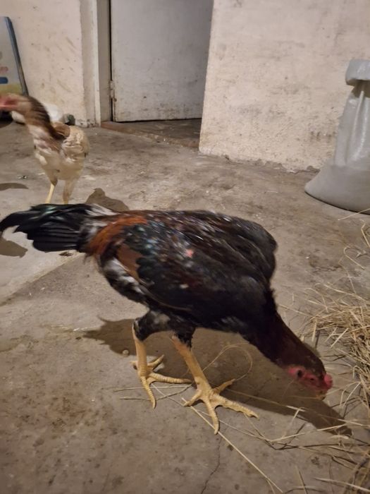 Продам даканов  ...