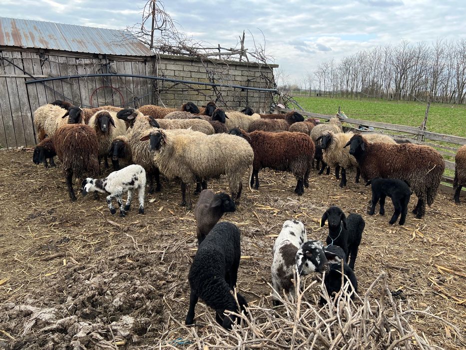 Vând oi ,Comuna Stoenești ,Judetul Olt
