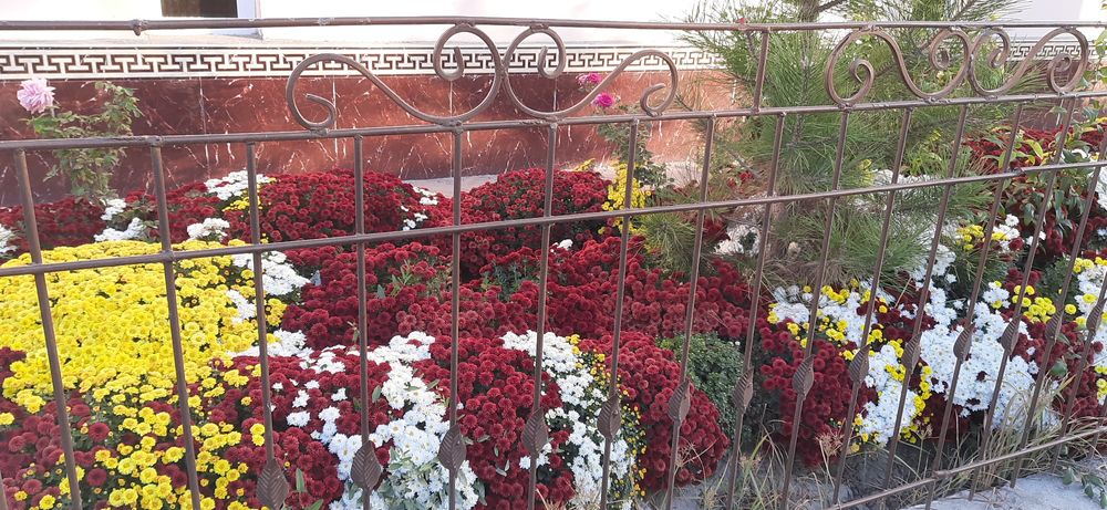 Xrizantema guli sotiladi,har xil rangi bor globus  shakldagi