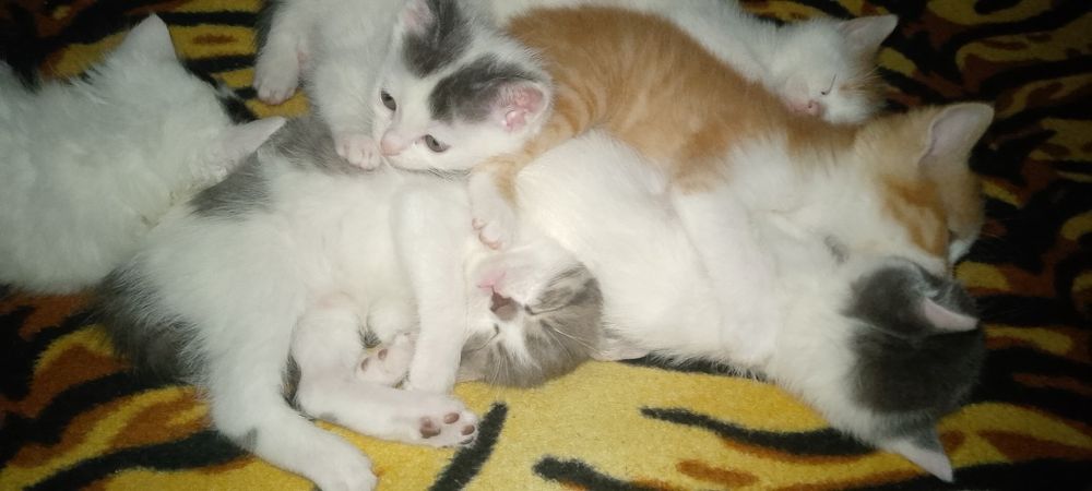 Котята 1.5месяца