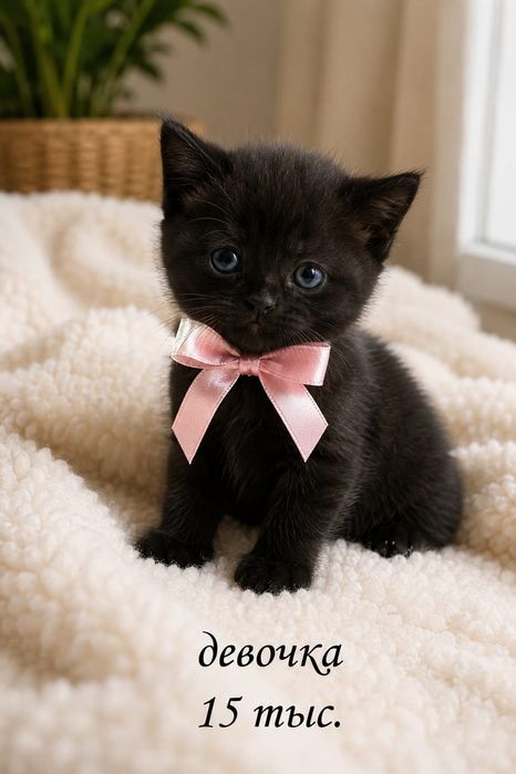 Котята шотландцы