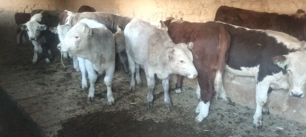 Ірі дәу патсостар сатылады