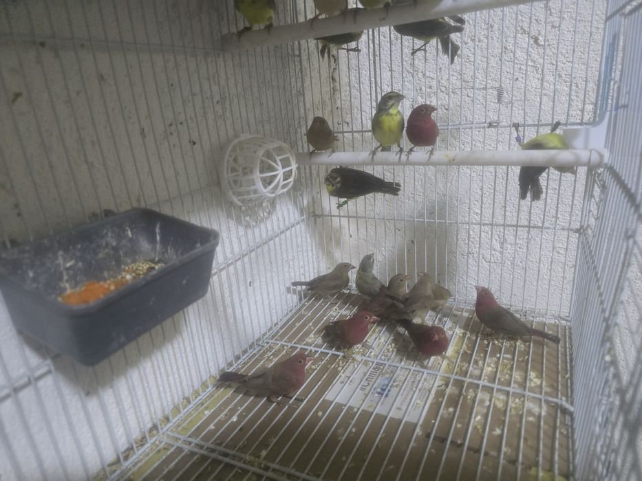 Амадины астриьлды