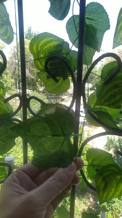 листья на окна решетку пластик Китай есть варианты