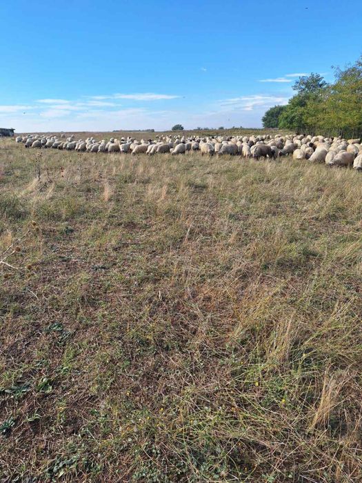 Vand 430 de oi rasa țurcana