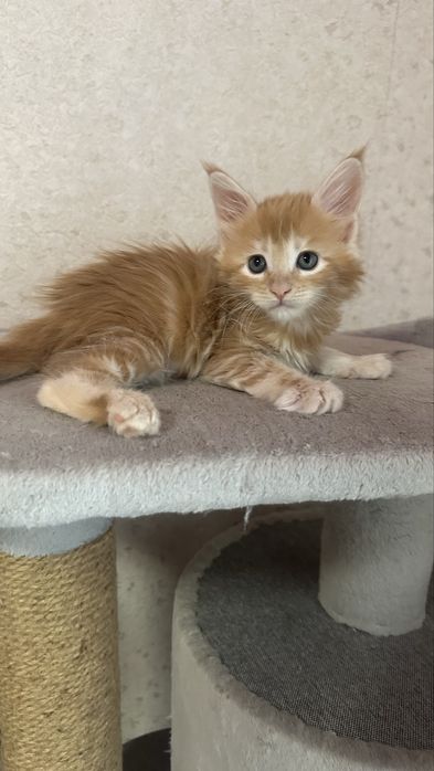 питомник&породистых&котят&