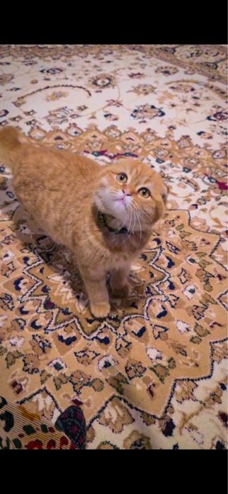 scottish fold mushuk bolasi