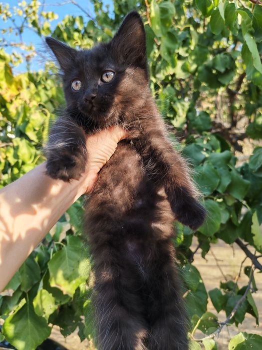 Отдаются котята в хорошие руки