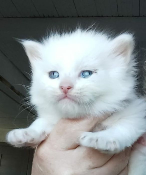 Fetita frumoasa angora turceasca disponibila