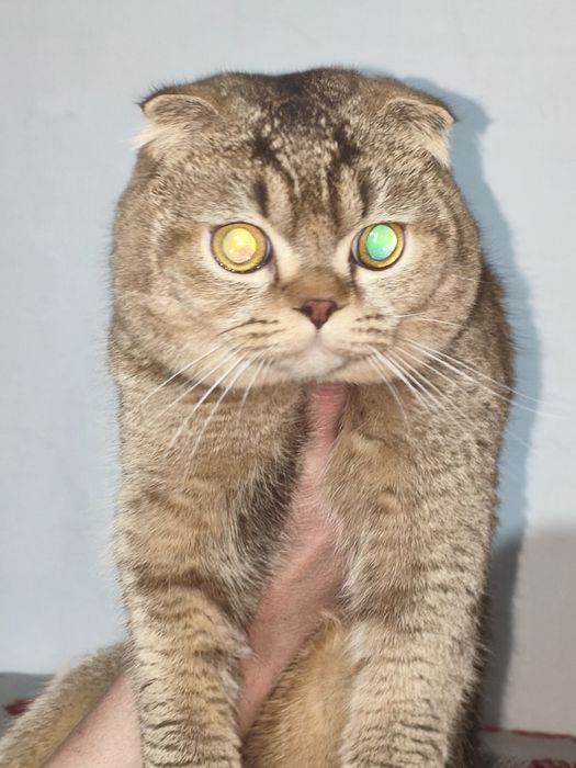 Отдадим даром в добрые хорошие руки