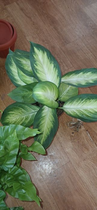 Комнатные растения от 2500