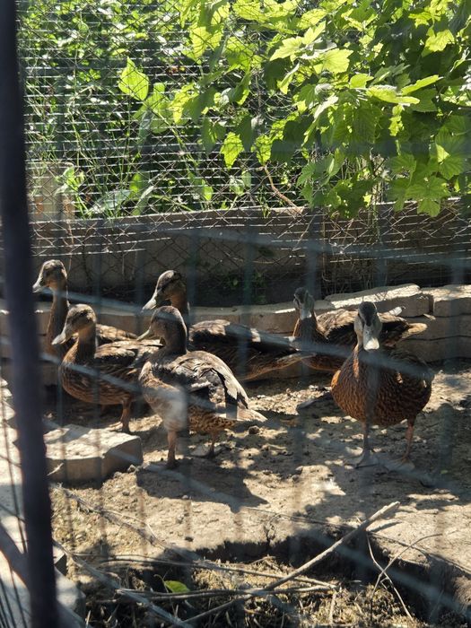 Продам диких Уток Кряква вырощены в домашних  условиях