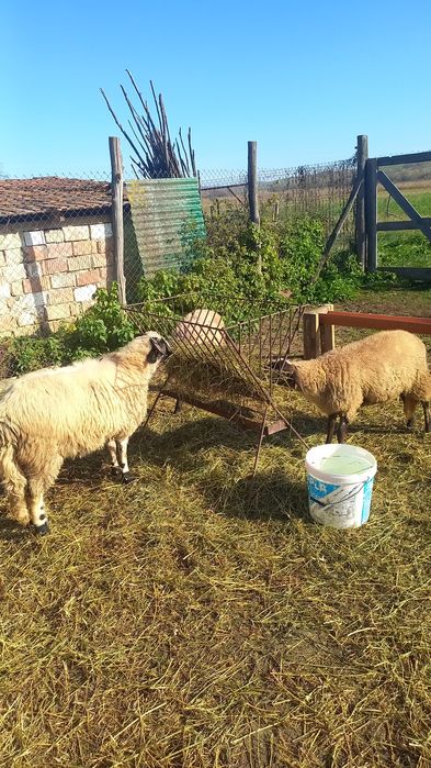 Vând trei mioare de rasă .