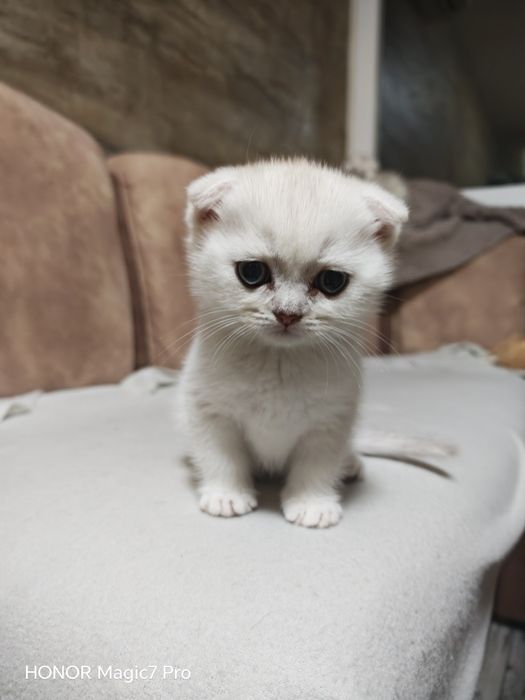 Клепоухи и правоухи сребърни чинчили