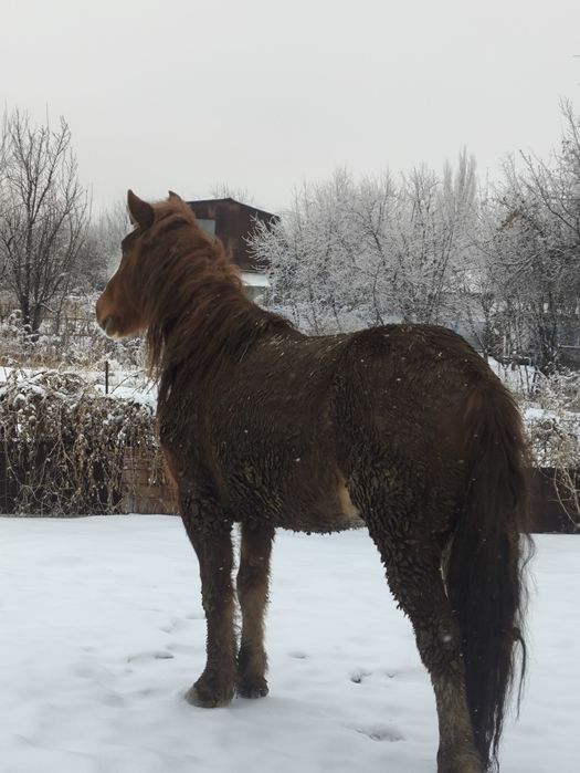 Продам коня пять лет