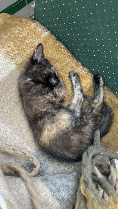 Котенок, девочка возраст 1,5 месяца