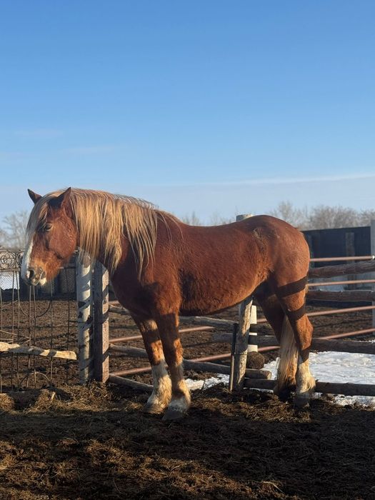 Продам кобылу полу тяж