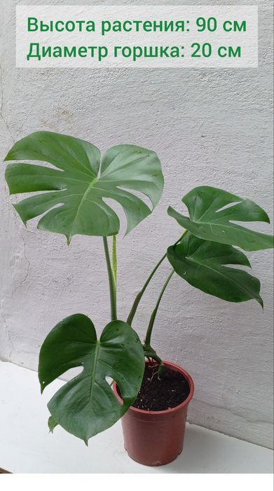 Монстера деликатесная (Monstera Deliciosa). Цветы для дома и офиса.