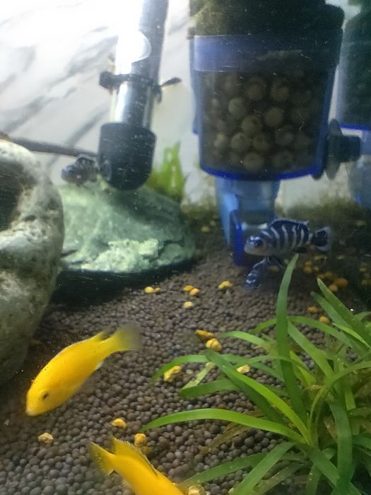 Аквариумные рыбки