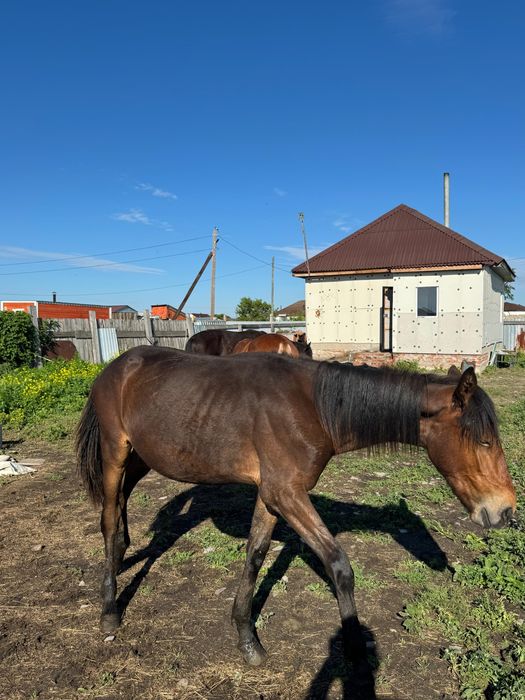 Продам тайчиков с откорма