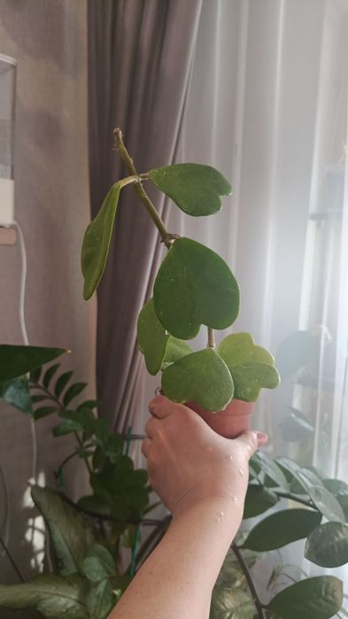 Продам комнатные цветы