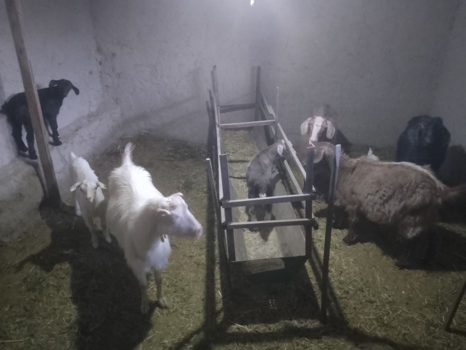 Она бола Ечкилар