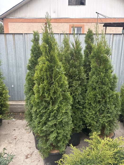 Туя Смарагд — Видео-выбор