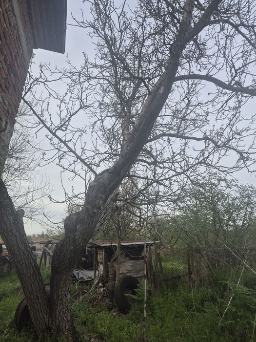 Дърво орех във двора