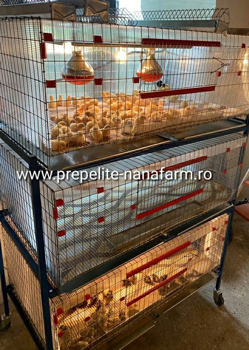 Oua de prepelita pentru incubat.