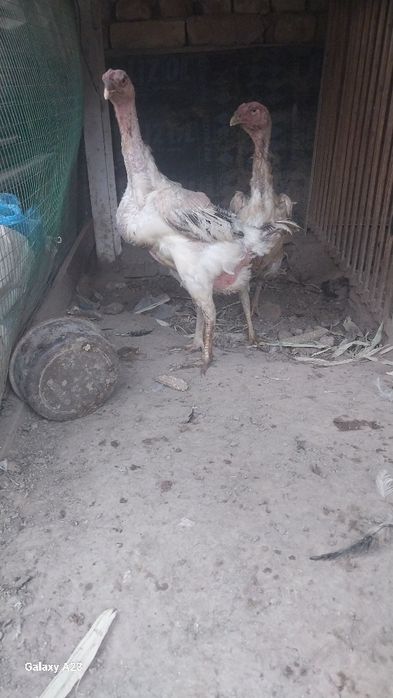 Zoti turk srochni sotiladi joy boshatishga 2 tasi