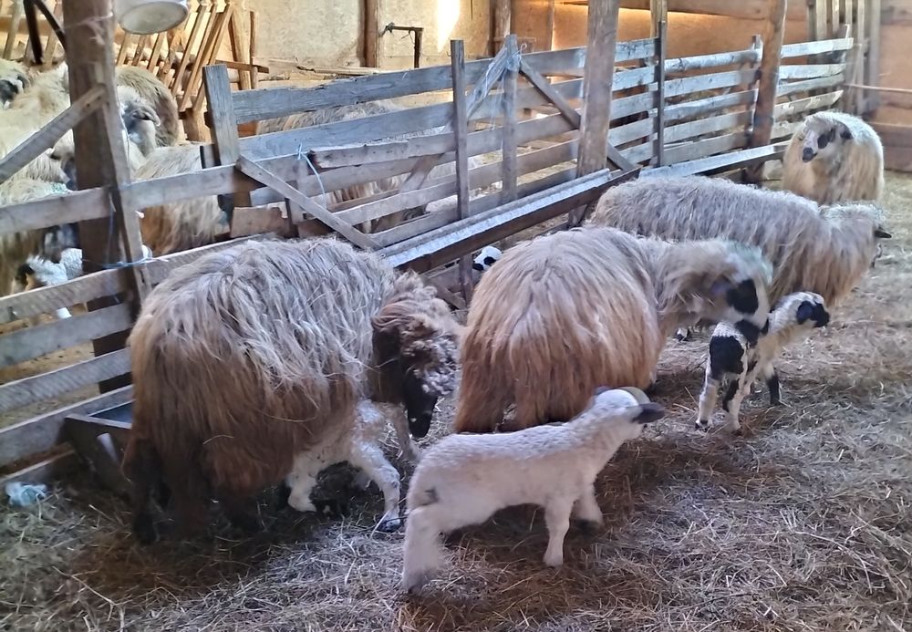 Vând oi cu miei  preț negociabil