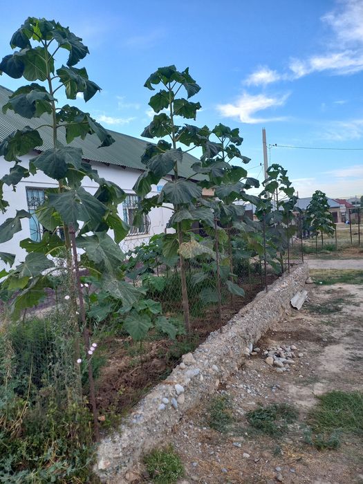 Павловния саженцы