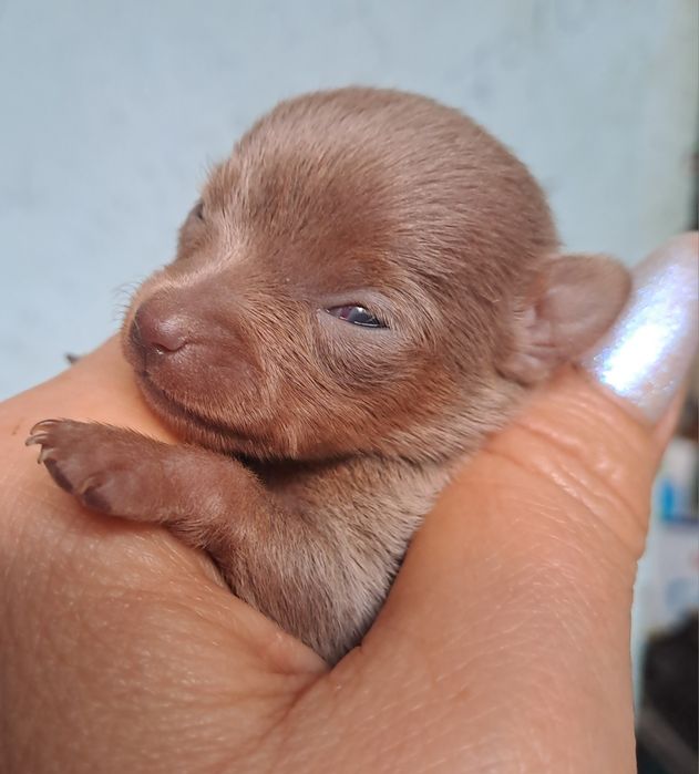 Готовятся к продаже щенки  Русского  Тойтерьера