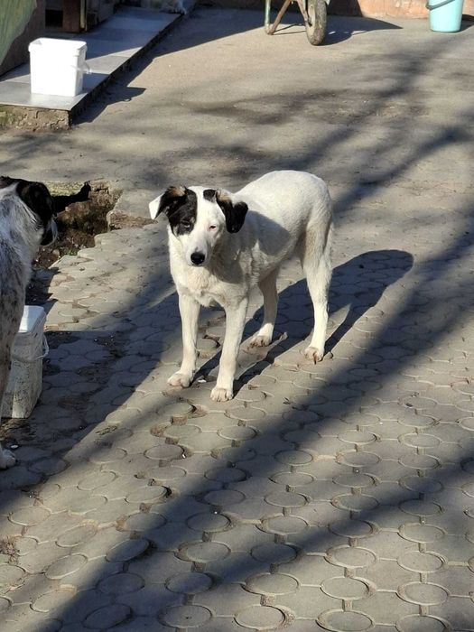 Donez catelusa de 10 luni sterilizata
