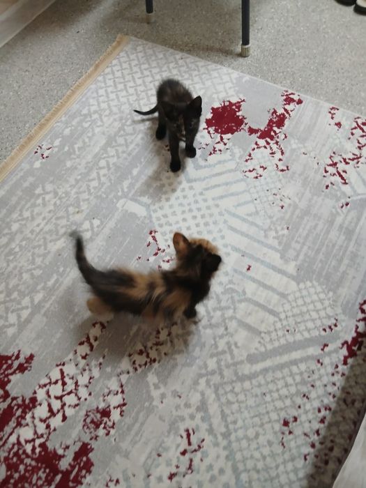Котенок отдам хорошие руки