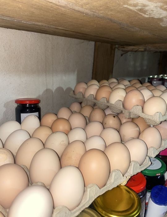 Ouă proaspete de găină