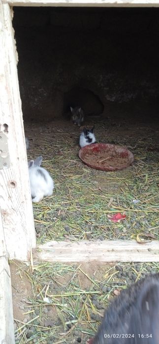 Қуйон сотилади 50 000дан