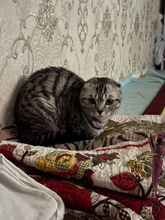 Mushuk scottish fold srochna